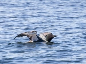 Bird Catching Fish - Gallery